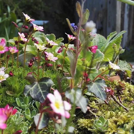 Romantischer Winkel דירה נויהרלינגרזיל